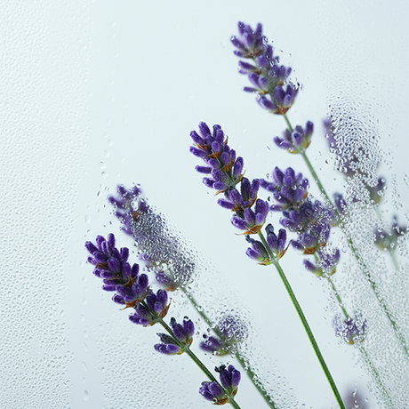 La flor de Lavanda. Un viaje hacia la calma.