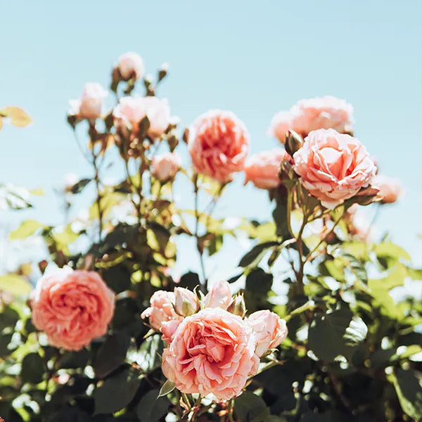 fragancia a rosa para el cuidado de la piel