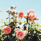 fragancia a rosa para el cuidado de la piel